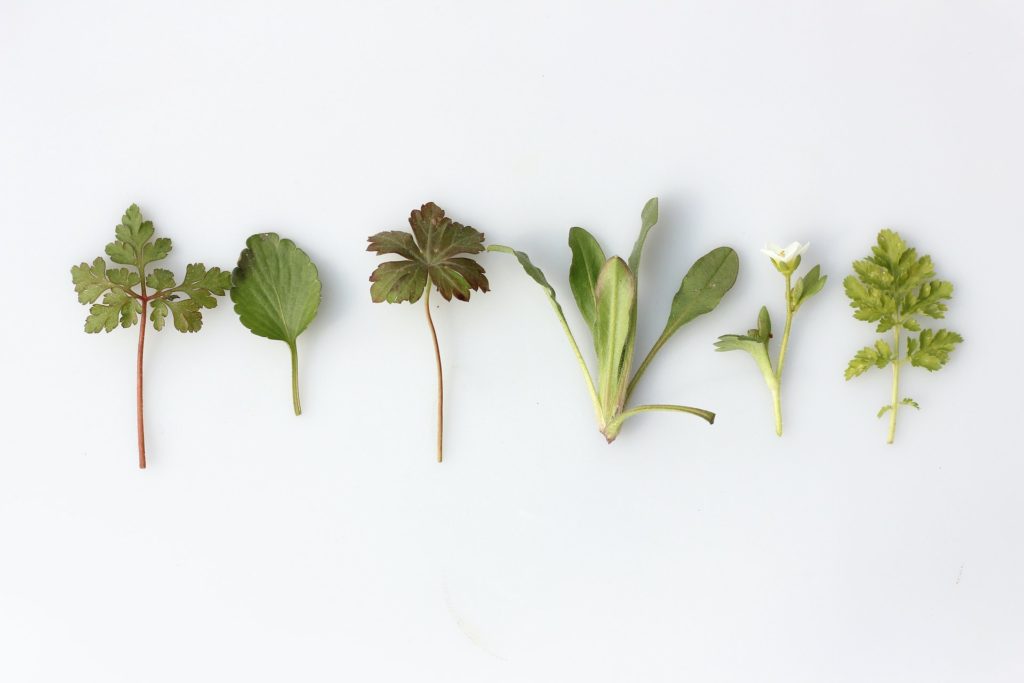 Les herbes, les plantes et les champignons en cuisine