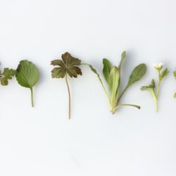 Formation les herbes, les plantes et les champignons en cuisine